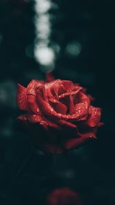 Preview wallpaper rose, bud, drops, red, petals