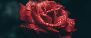 Preview wallpaper rose, bud, drops, red, petals