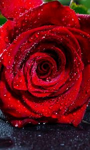 Preview wallpaper rose, bud, drops, red, flower, wet