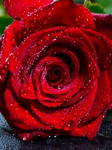 Preview wallpaper rose, bud, drops, red, flower, wet