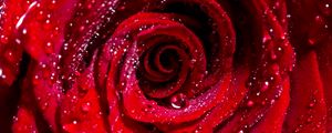 Preview wallpaper rose, bud, drops, red, flower, wet
