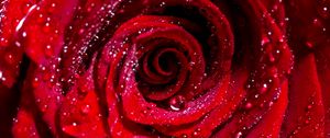 Preview wallpaper rose, bud, drops, red, flower, wet