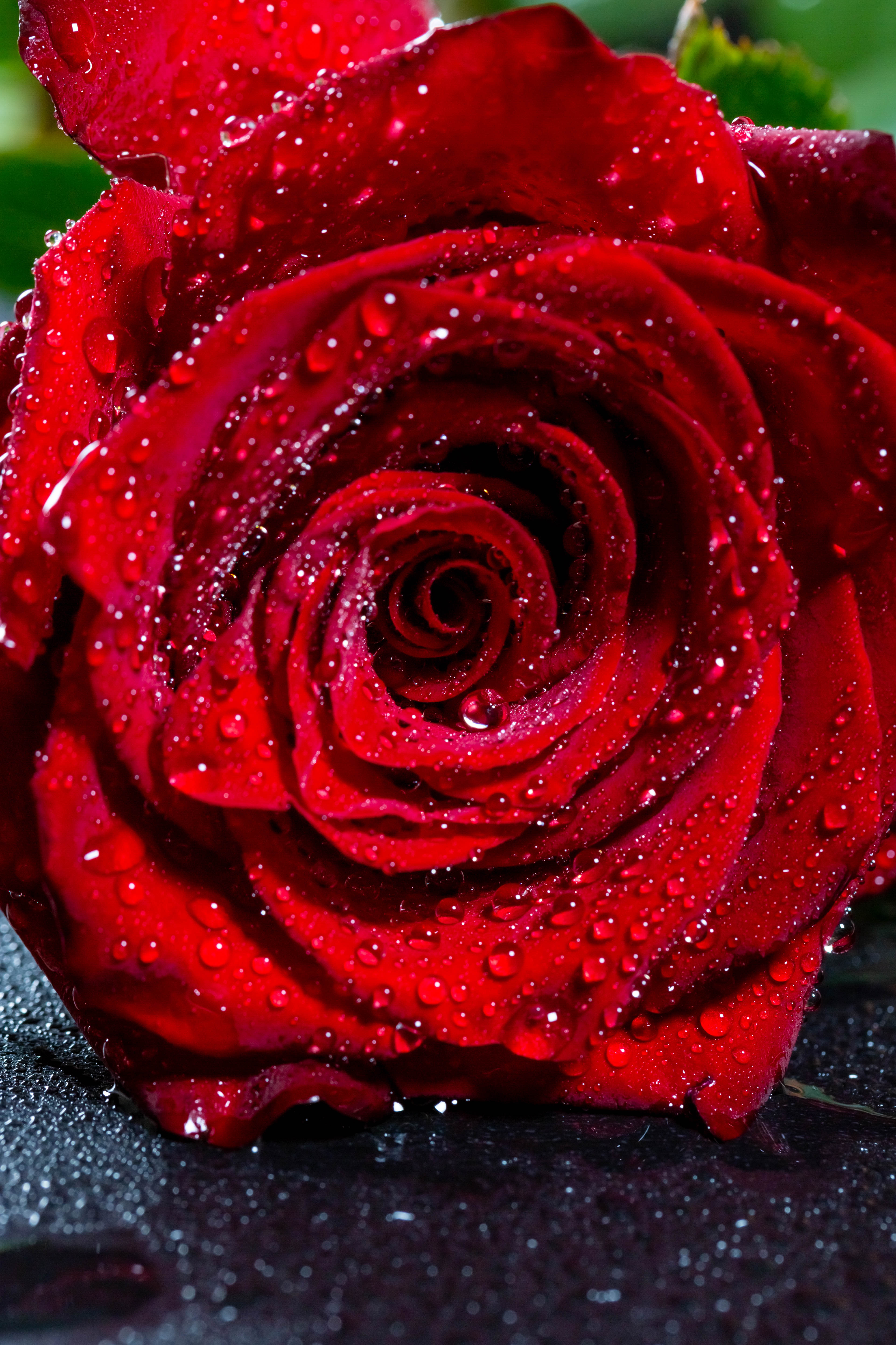 Download Roses wallpapers for mobile phone free Roses HD pictures
