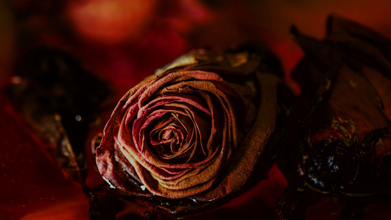 Wallpaper rose, bud, dry, flower, red