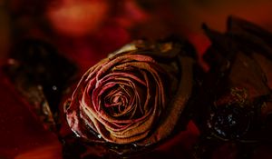 Preview wallpaper rose, bud, dry, flower, red