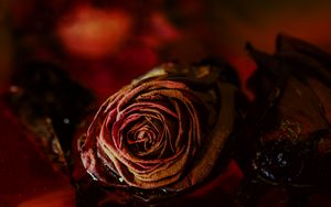 Preview wallpaper rose, bud, dry, flower, red