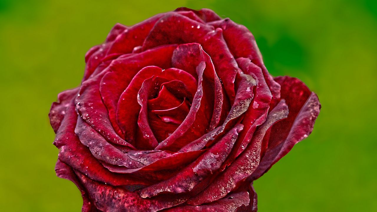 Wallpaper rose, bud, flower, drops