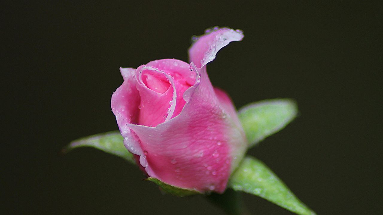 Wallpaper rose, bud, flower, drops