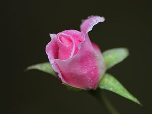 Preview wallpaper rose, bud, flower, drops