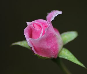 Preview wallpaper rose, bud, flower, drops