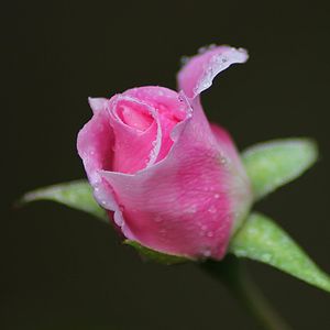 Preview wallpaper rose, bud, flower, drops