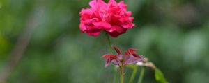 Preview wallpaper rose, bud, flower
