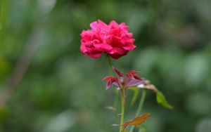 Preview wallpaper rose, bud, flower