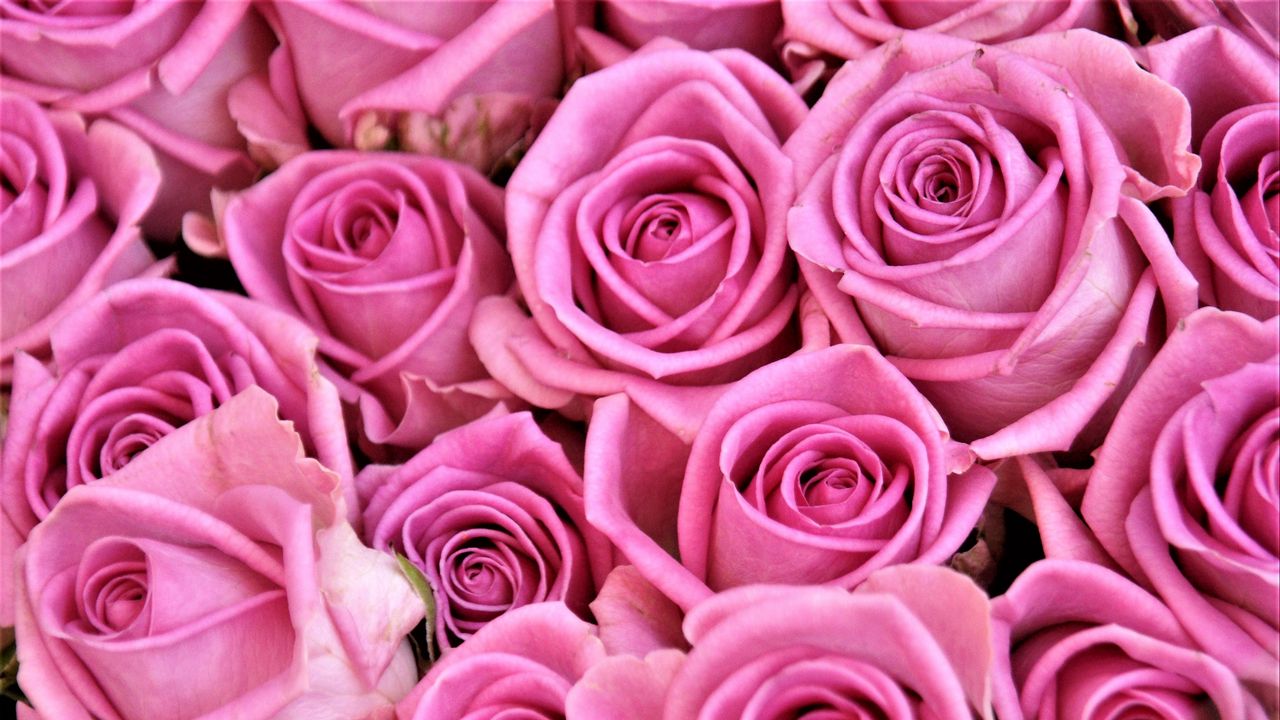 Wallpaper rose, bud, flower, pink
