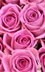 Preview wallpaper rose, bud, flower, pink