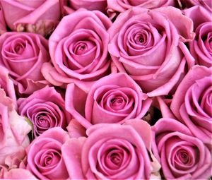 Preview wallpaper rose, bud, flower, pink