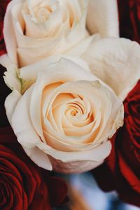 Preview wallpaper rose, bud, flower, petals