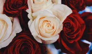 Preview wallpaper rose, bud, flower, petals