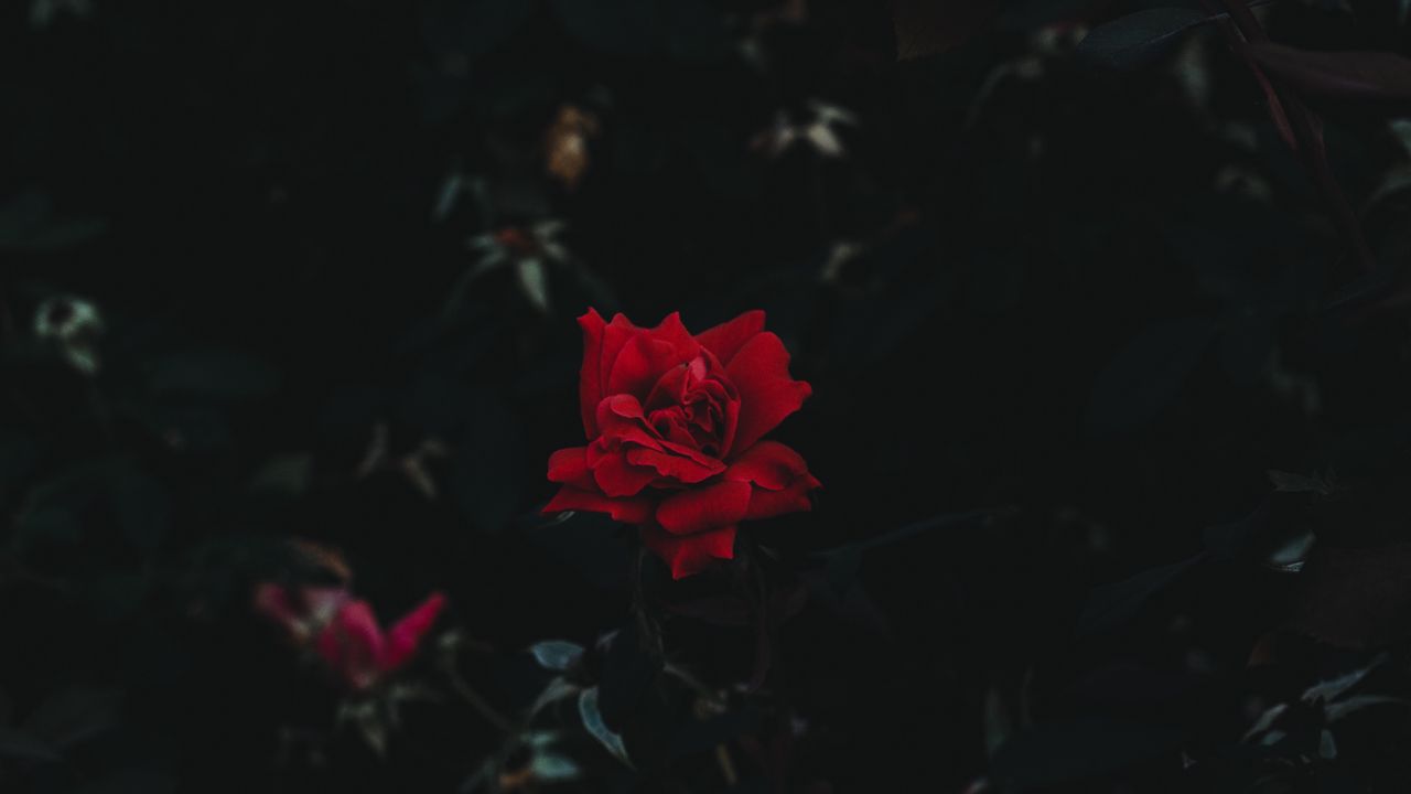 Wallpaper rose, bud, flower, dark background