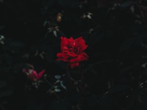 Preview wallpaper rose, bud, flower, dark background