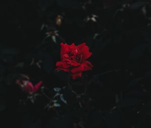 Preview wallpaper rose, bud, flower, dark background