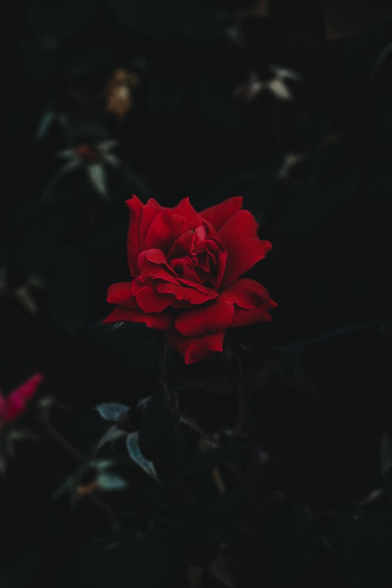 HD flower black red wallpapers | Peakpx