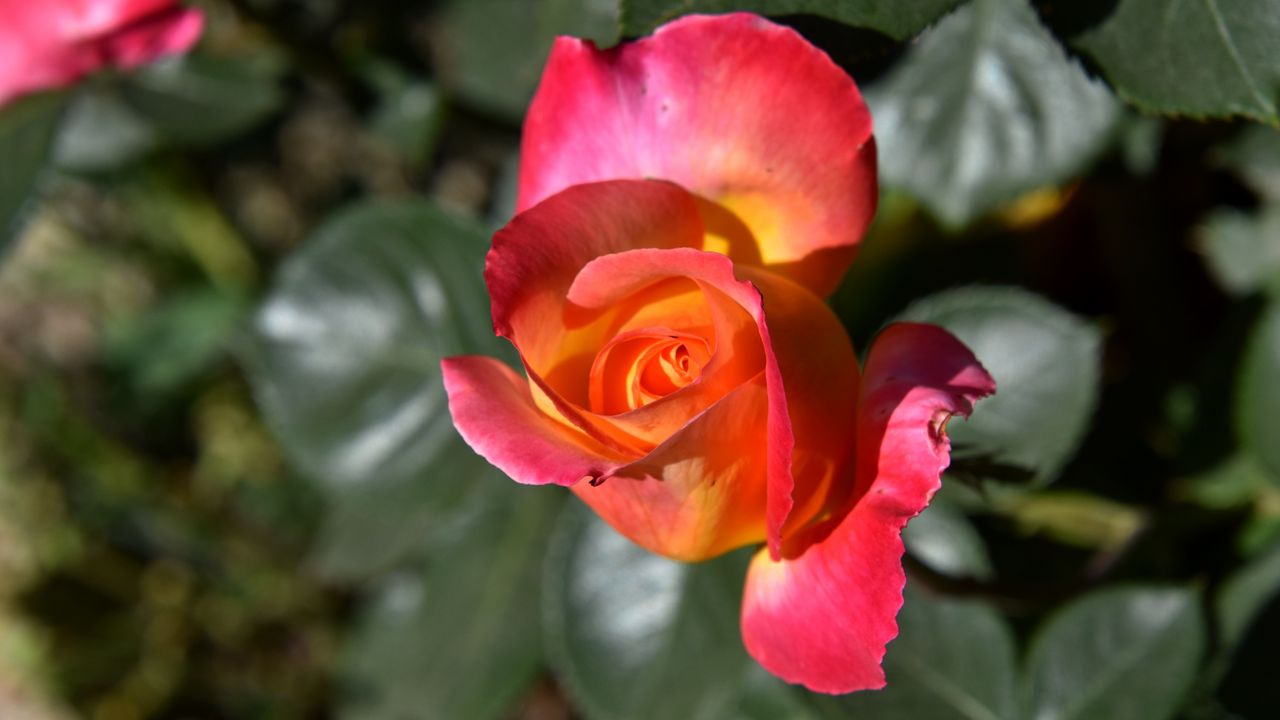 Wallpaper rose, bud, flower, petals, pink, leaves
