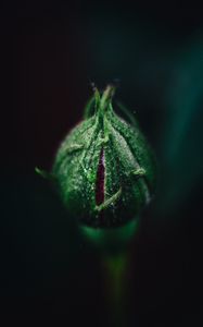 Preview wallpaper rose, bud, flower, green, macro, plant