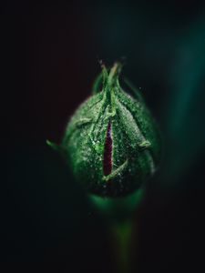 Preview wallpaper rose, bud, flower, green, macro, plant