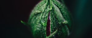 Preview wallpaper rose, bud, flower, green, macro, plant