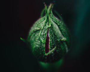 Preview wallpaper rose, bud, flower, green, macro, plant