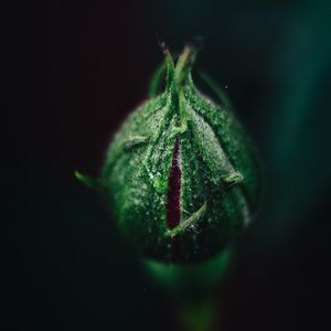 Preview wallpaper rose, bud, flower, green, macro, plant