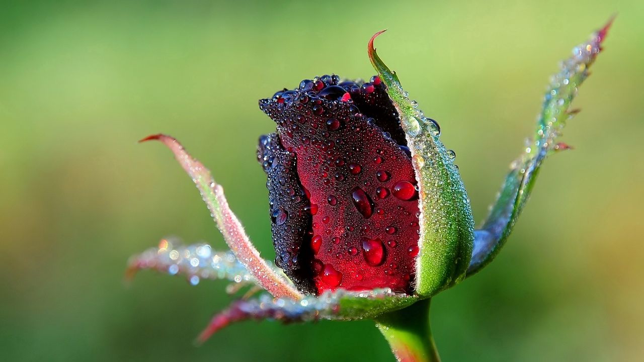 Wallpaper rose, bud, flower, drops, dew