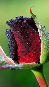 Preview wallpaper rose, bud, flower, drops, dew