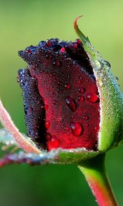 Preview wallpaper rose, bud, flower, drops, dew