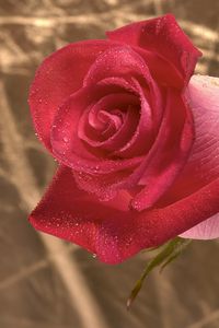 Preview wallpaper rose, bud, flower, twig, stem