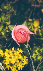 Preview wallpaper rose, bud, flowers, branches