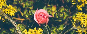 Preview wallpaper rose, bud, flowers, branches
