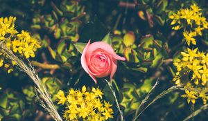 Preview wallpaper rose, bud, flowers, branches