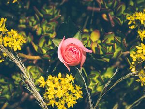 Preview wallpaper rose, bud, flowers, branches