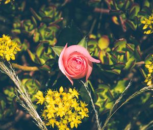 Preview wallpaper rose, bud, flowers, branches