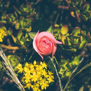 Preview wallpaper rose, bud, flowers, branches