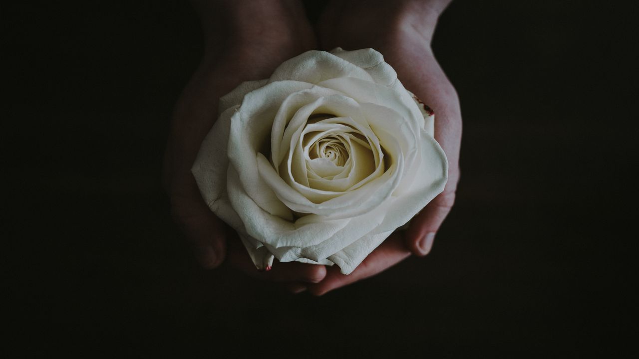 Wallpaper rose, bud, hands, flower, white