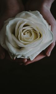 Preview wallpaper rose, bud, hands, flower, white