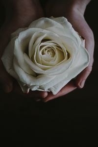 Preview wallpaper rose, bud, hands, flower, white