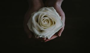 Preview wallpaper rose, bud, hands, flower, white