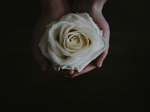Preview wallpaper rose, bud, hands, flower, white