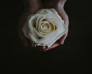 Preview wallpaper rose, bud, hands, flower, white