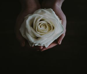 Preview wallpaper rose, bud, hands, flower, white