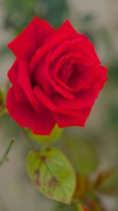 Preview wallpaper rose, bud, macro, red, petals